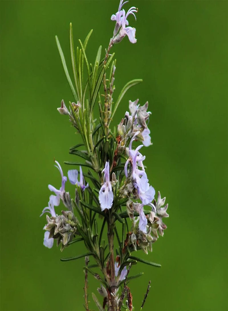 GGOOT 200pcs Rozemarijn Zaden Gemakkelijk Groeien Kruid Tuin Unieke Vorm Rassen Indoor Balkons Gemakkelijk Groeien Ingemaakte Decor Geschikt Beginners - Image 2