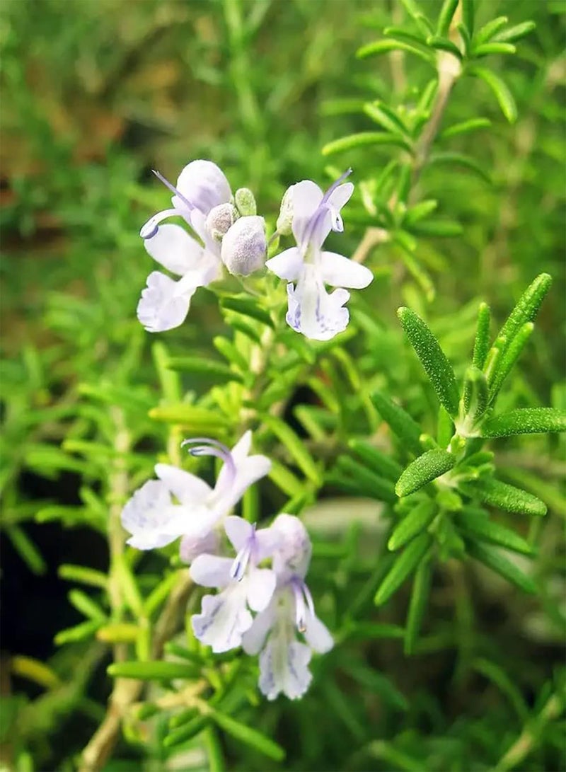 GGOOT 200pcs Rozemarijn Zaden Gemakkelijk Groeien Kruid Tuin Unieke Vorm Rassen Indoor Balkons Gemakkelijk Groeien Ingemaakte Decor Geschikt Beginners - Image 1