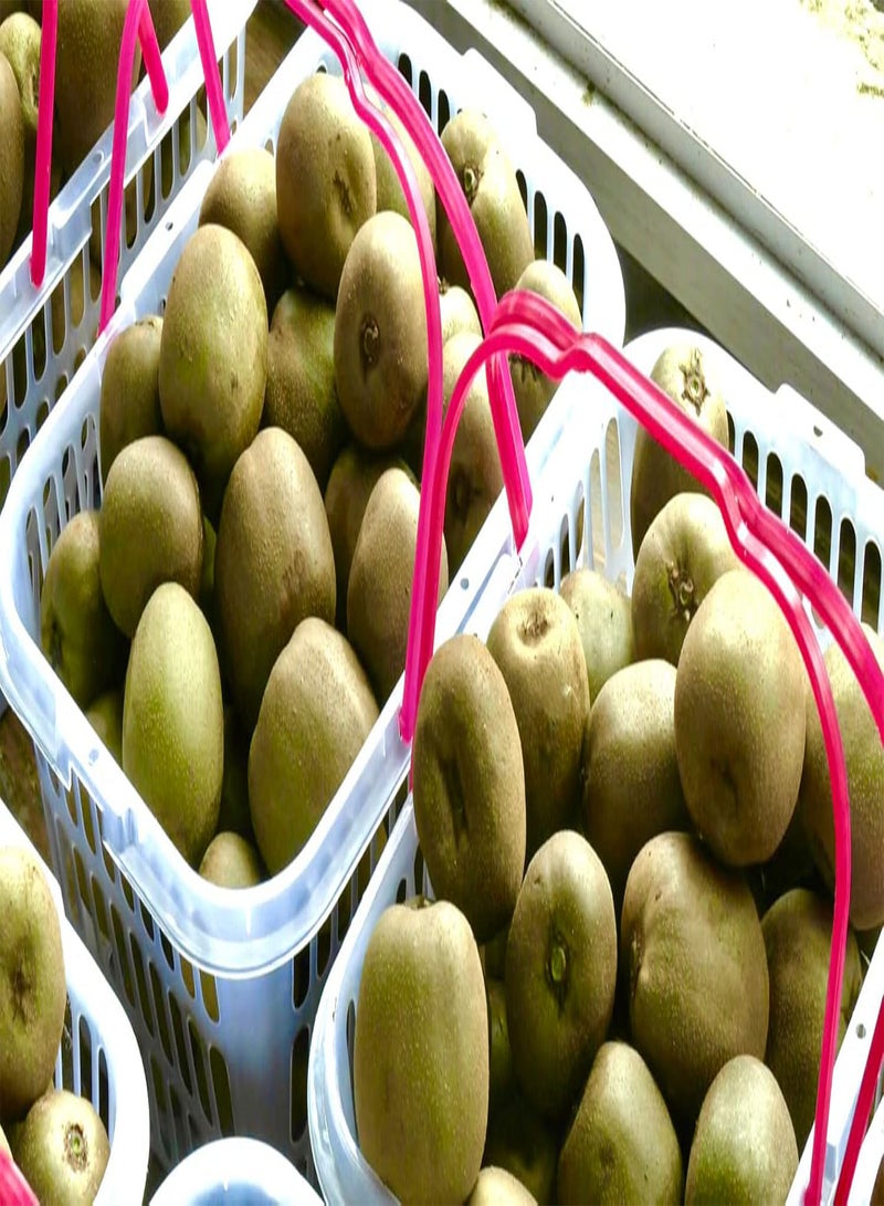 GGOOT 100pcs Groene Kiwi Zaden Vaste Plant Geplant Het Hele Jaar Door Zomer Oogpcs Sier Fruit Bomen Genieten Van Idyllische Landschappen Beginnende Vriendelijke - Image 2