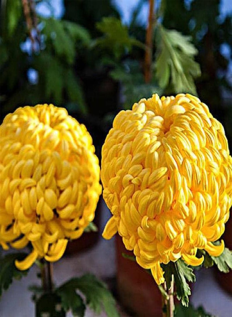 جي جوت 200 قطعة من بذور الأقحوان لزراعة الحدائق الخارجية بأزهار صفراء شاهد واستمتع بمناظر البستنة الجميلة مع عائلتك - Image 3