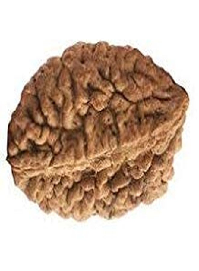 TheGalaxy Gallery 2 Mukhi Awesome Quality Beads(2 Face) Nepal Rudraksha by Lab Certified - Image 2