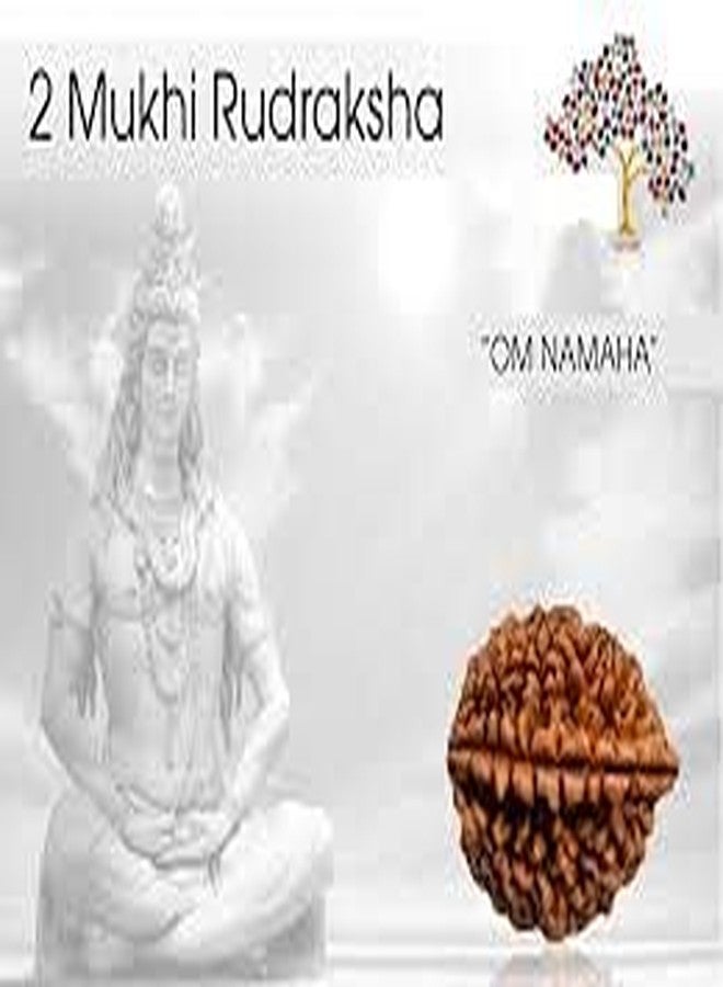 TheGalaxy Gallery 2 Mukhi Awesome Quality Beads(2 Face) Nepal Rudraksha by Lab Certified - Image 3