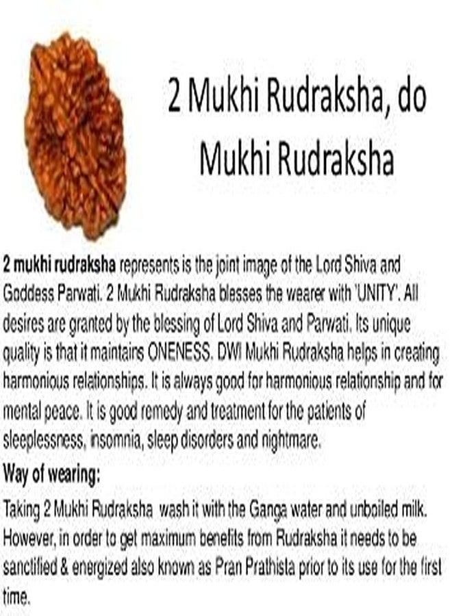 TheGalaxy Gallery 2 Mukhi Awesome Quality Beads(2 Face) Nepal Rudraksha by Lab Certified - Image 4