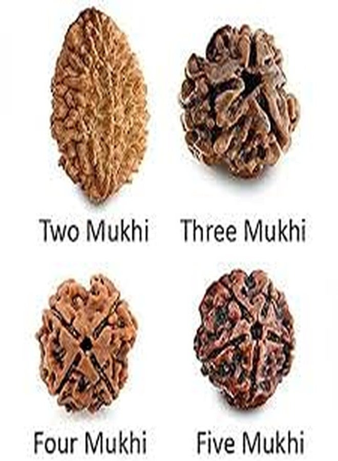 TheGalaxy Gallery 2 Mukhi Awesome Quality Beads(2 Face) Nepal Rudraksha by Lab Certified - Image 5