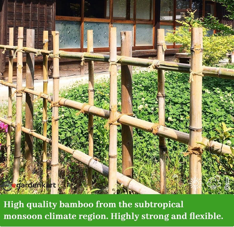 Egardenkart عصي الخيزران من إي غاردن كارت للنباتات - 180 سم، 10 قطع | عصي حديقة لدعم قوي | عصي نبات طويلة لدعم النباتات (رفيعة، 10 قطع، 180 سم) - Image 5