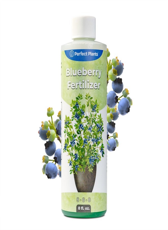 PERFECT PLANTS سماد سائل للتوت الأزرق من بيرفكت بلانتس | معزز نمو التوت | سماد ممتاز للتوت الأزرق ونباتات الفاكهة الأخرى التي تنمو في التربة الحمضية (8 أونصة سائلة) - Image 1