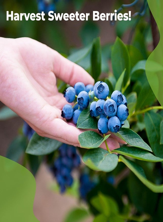 PERFECT PLANTS سماد سائل للتوت الأزرق من بيرفكت بلانتس | معزز نمو التوت | سماد ممتاز للتوت الأزرق ونباتات الفاكهة الأخرى التي تنمو في التربة الحمضية (8 أونصة سائلة) - Image 5