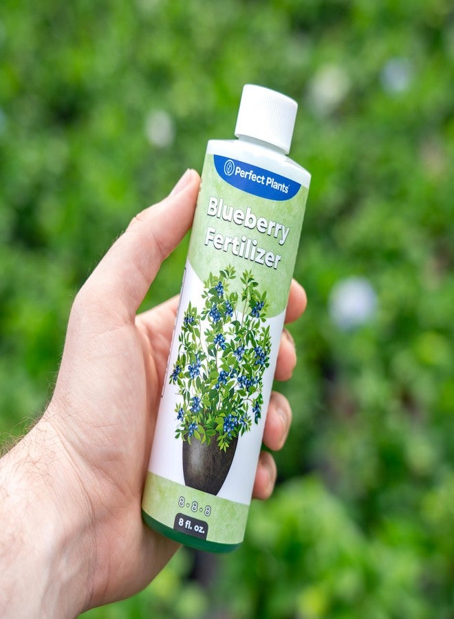 PERFECT PLANTS سماد سائل للتوت الأزرق من بيرفكت بلانتس | معزز نمو التوت | سماد ممتاز للتوت الأزرق ونباتات الفاكهة الأخرى التي تنمو في التربة الحمضية (8 أونصة سائلة) - Image 3