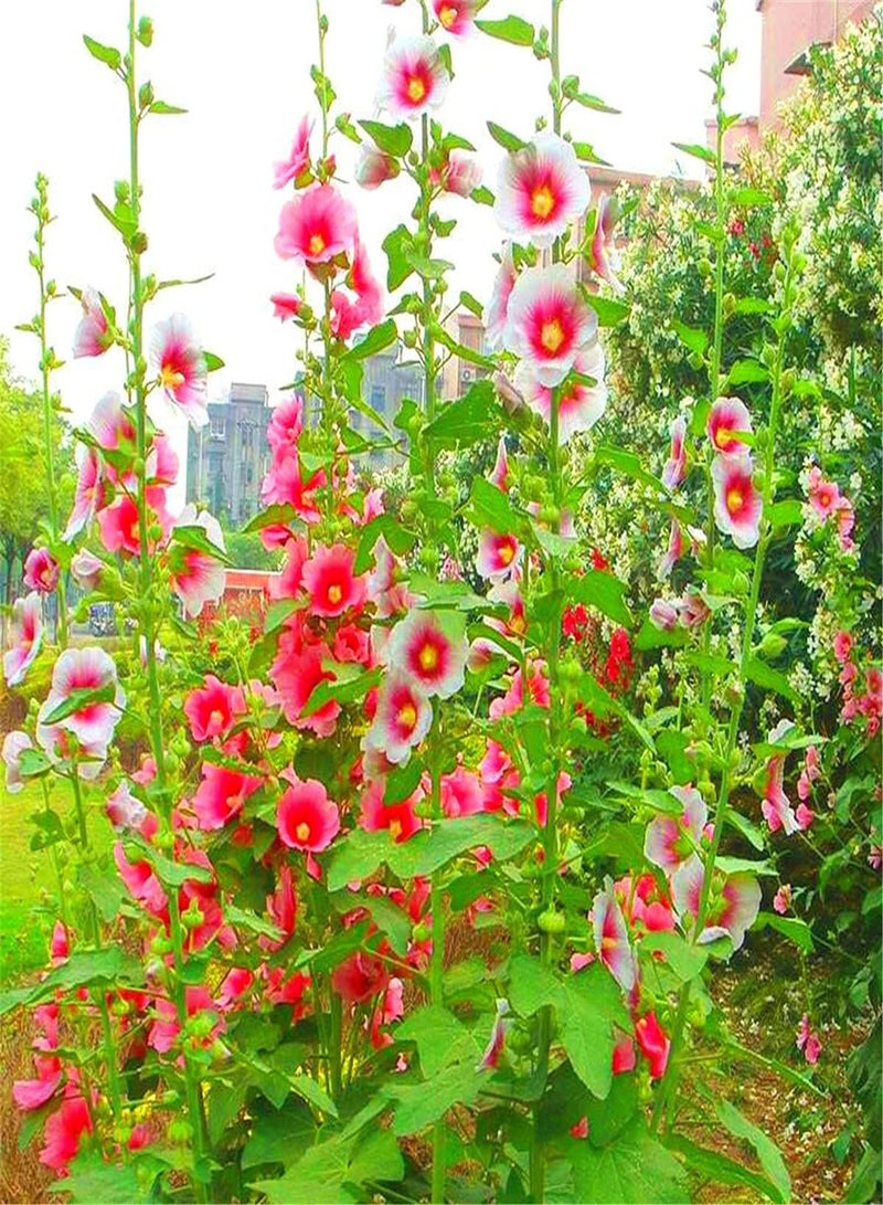 GGOOT Mixed Hollyhock Seeds Grow UK,Simple Planting,Heirloom Garden Absolutely Aromatic Plants,Organic Plant Seeds-100pcs,Mix - Image 1