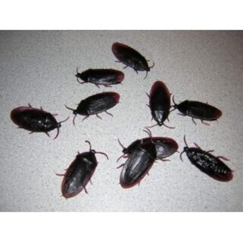 SPHTOEO 12 Fake Roaches Prank Novelty Cockroach Bugs Look Real - Image 1