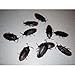 SPHTOEO 12 Fake Roaches Prank Novelty Cockroach Bugs Look Real - Image 3