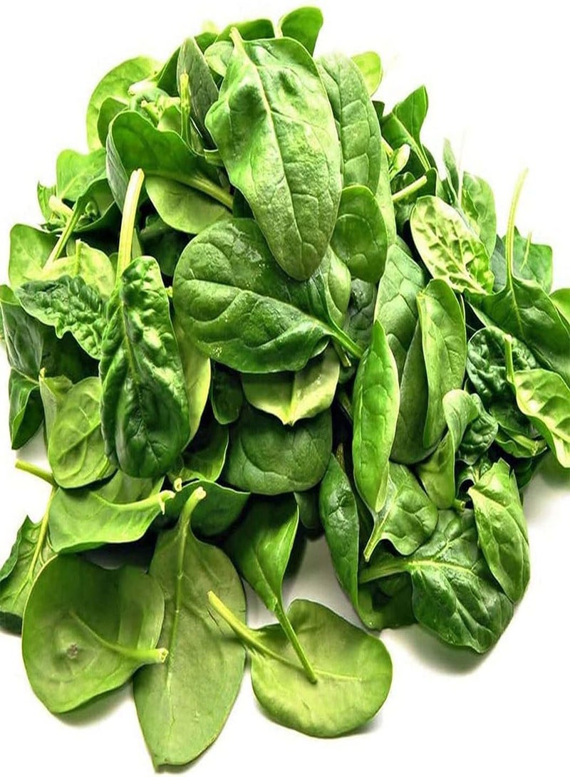 GGOOT 400Stück Spinatsamen einzigartig unverzichtbar für das Pflanzen im Gewächshaus auf dem Bauernhof Schnell wachsend müssen Sich Nicht zu sehr darum kümmern Genießen Sie die Freude an der Ernte - Image 2