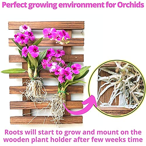 ShopLaLa Wall Planter – Wooden Air Plant Succulent Holder Hanger Indoor Outdoor, Live Orchid Wall Wood Display Frame Vertical Garden Balcony Deck Bathroom Macetas para Plantas De Aire 15.7" (40cm) - Image 5