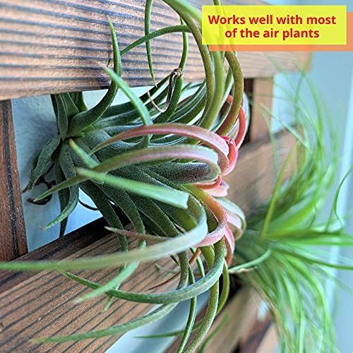 ShopLaLa Wall Planter – Wooden Air Plant Succulent Holder Hanger Indoor Outdoor, Live Orchid Wall Wood Display Frame Vertical Garden Balcony Deck Bathroom Macetas para Plantas De Aire 15.7" (40cm) - Image 3
