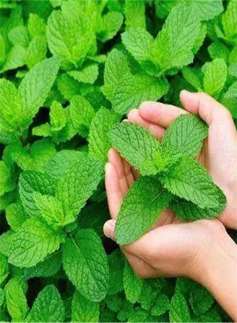 GGOOT Fresh Peppermint Seeds for Planting Survival Garden Seeds Gardening Gifts Vegetable Plants & Seeds Seeds for Gardening Vegetable-200pcs - Image 3