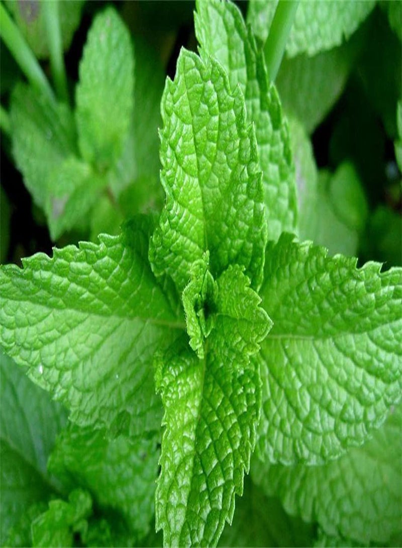 GGOOT Fresh Peppermint Seeds for Planting Survival Garden Seeds Gardening Gifts Vegetable Plants & Seeds Seeds for Gardening Vegetable-200pcs - Image 1