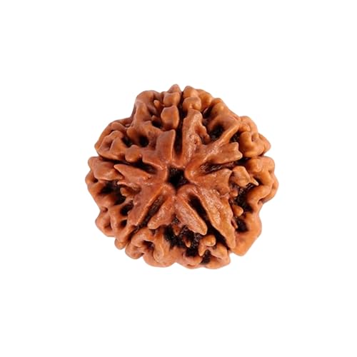 ARKAM Five Mukhi Rudraksha Certified/Original Nepali 5 Mukhi Rudraksh/Natural 5 Faced Rudraksha (Brown) with Certificate and Puja Instructions - Image 1
