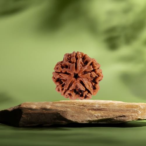 ARKAM Five Mukhi Rudraksha Certified/Original Nepali 5 Mukhi Rudraksh/Natural 5 Faced Rudraksha (Brown) with Certificate and Puja Instructions - Image 3