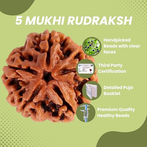 ARKAM Five Mukhi Rudraksha Certified/Original Nepali 5 Mukhi Rudraksh/Natural 5 Faced Rudraksha (Brown) with Certificate and Puja Instructions - Image 4