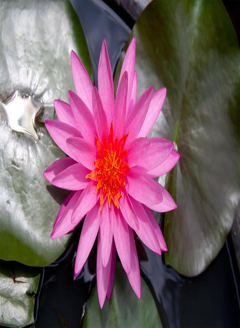 GGOOT 60Pcs Lotus Seeds for Planting in Water Non-GMO Lotus Flower Seeds High Germination Rate Bowl Lotus Seeds Water Lily Seeds for Planting Home, Garden, Indoor, Outdoor  - Image 4