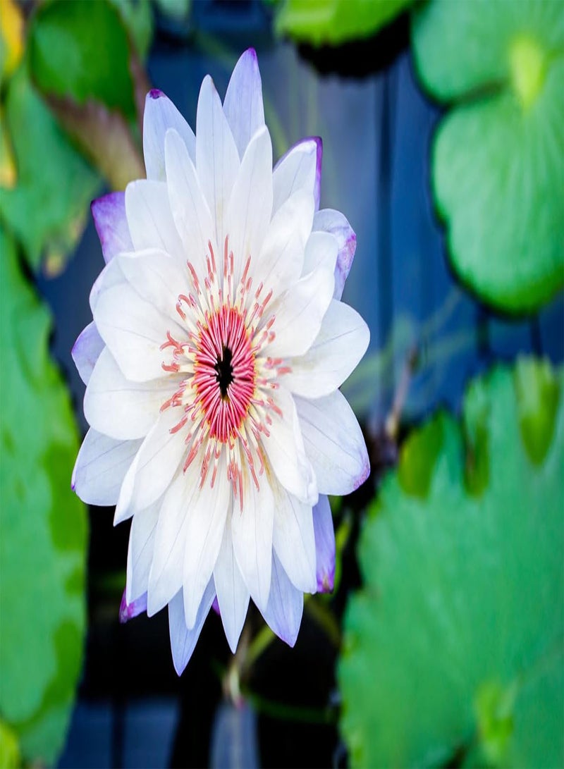 GGOOT 60Pcs Lotus Seeds for Planting in Water Non-GMO Lotus Flower Seeds High Germination Rate Bowl Lotus Seeds Water Lily Seeds for Planting Home, Garden, Indoor, Outdoor  - Image 3