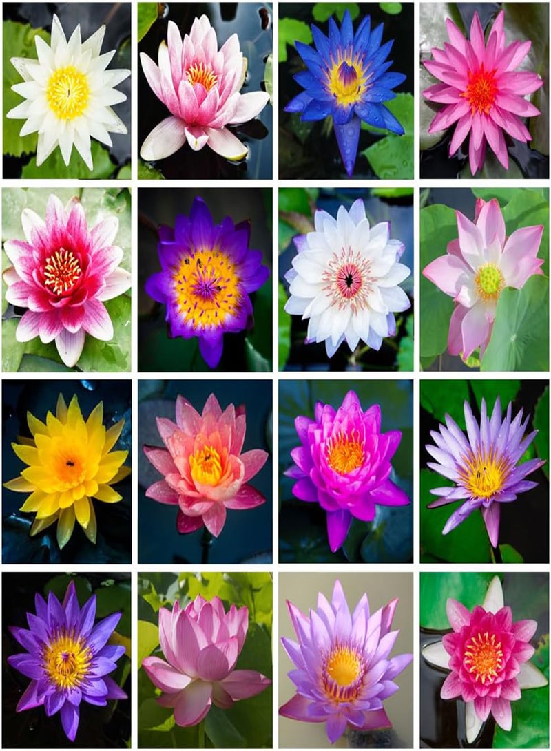 GGOOT 60Pcs Lotus Seeds for Planting in Water Non-GMO Lotus Flower Seeds High Germination Rate Bowl Lotus Seeds Water Lily Seeds for Planting Home, Garden, Indoor, Outdoor  - Image 1