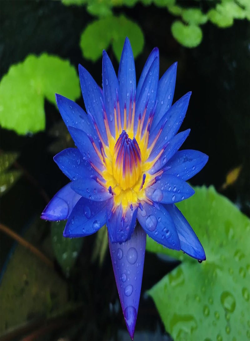 GGOOT 60Pcs Lotus Seeds for Planting in Water Non-GMO Lotus Flower Seeds High Germination Rate Bowl Lotus Seeds Water Lily Seeds for Planting Home, Garden, Indoor, Outdoor  - Image 2