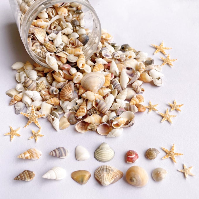1200 PCS TINY SEA SHELLS 10 SMALL STARFISH MIXED OCEAN BEACH SPIRAL SEASHELLS FOR FISH TANK AND VASE FILLER BEACH THEME PARTY WEDDING DECOR DIY CRAFT SUPPLIES