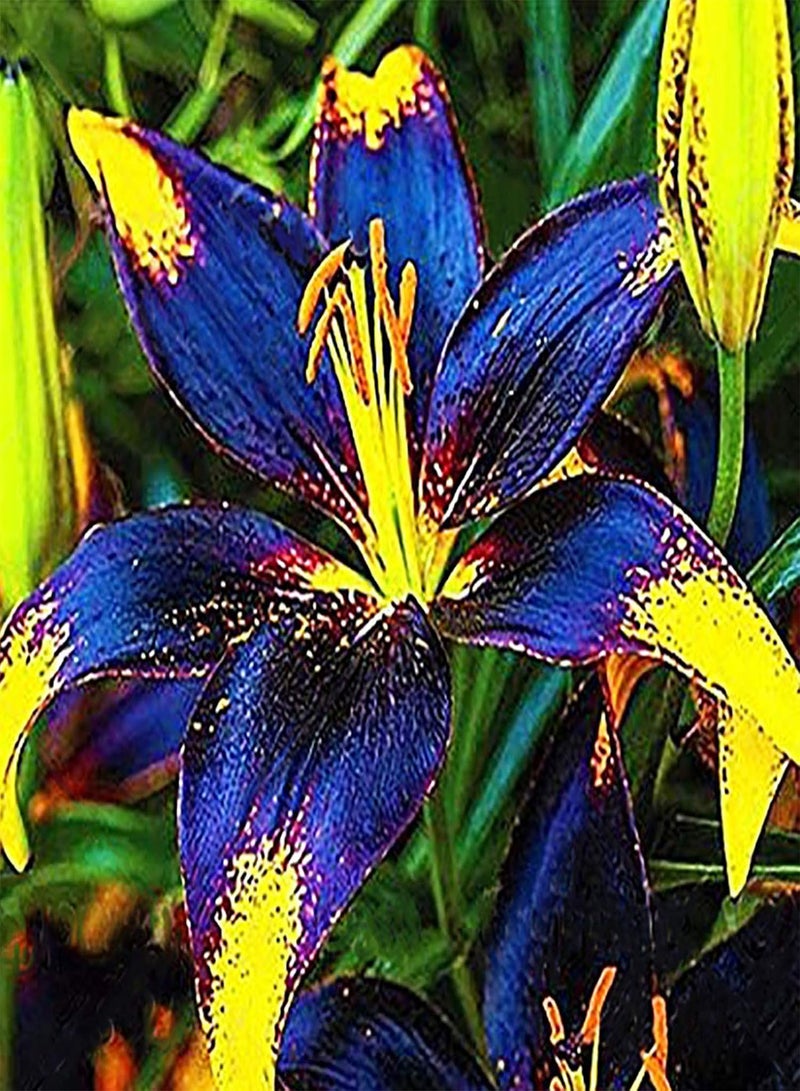 GGOOT Premium Flower Seeds, Dutch Iris Seeds Perennial Easy to Plant Purple Heirloom Iris Tectorum Perennial Flower Seeds for Home 20Pcs - Image 3
