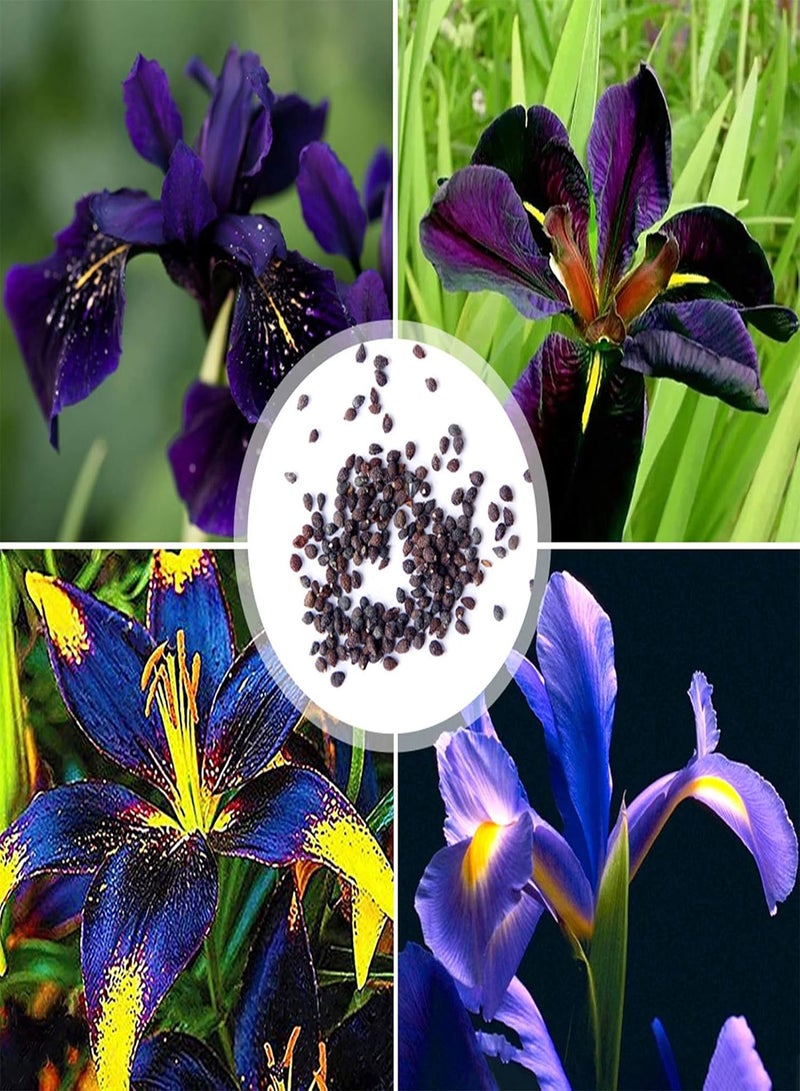 GGOOT Premium Flower Seeds, Dutch Iris Seeds Perennial Easy to Plant Purple Heirloom Iris Tectorum Perennial Flower Seeds for Home 20Pcs - Image 5