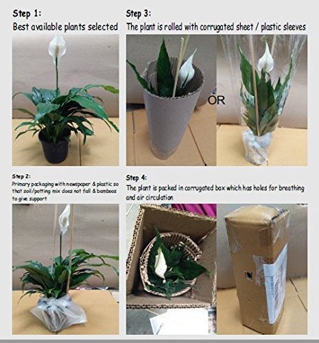 CAPPL Beautiful Epipremnum Aureum Plant And Fertilizer Plate with Plastic Pot Green - Image 2