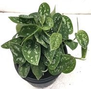 CAPPL Beautiful Epipremnum Aureum Plant And Fertilizer Plate with Plastic Pot Green - Image 1