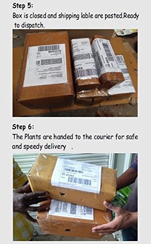 CAPPL Beautiful Epipremnum Aureum Plant And Fertilizer Plate with Plastic Pot Green - Image 3