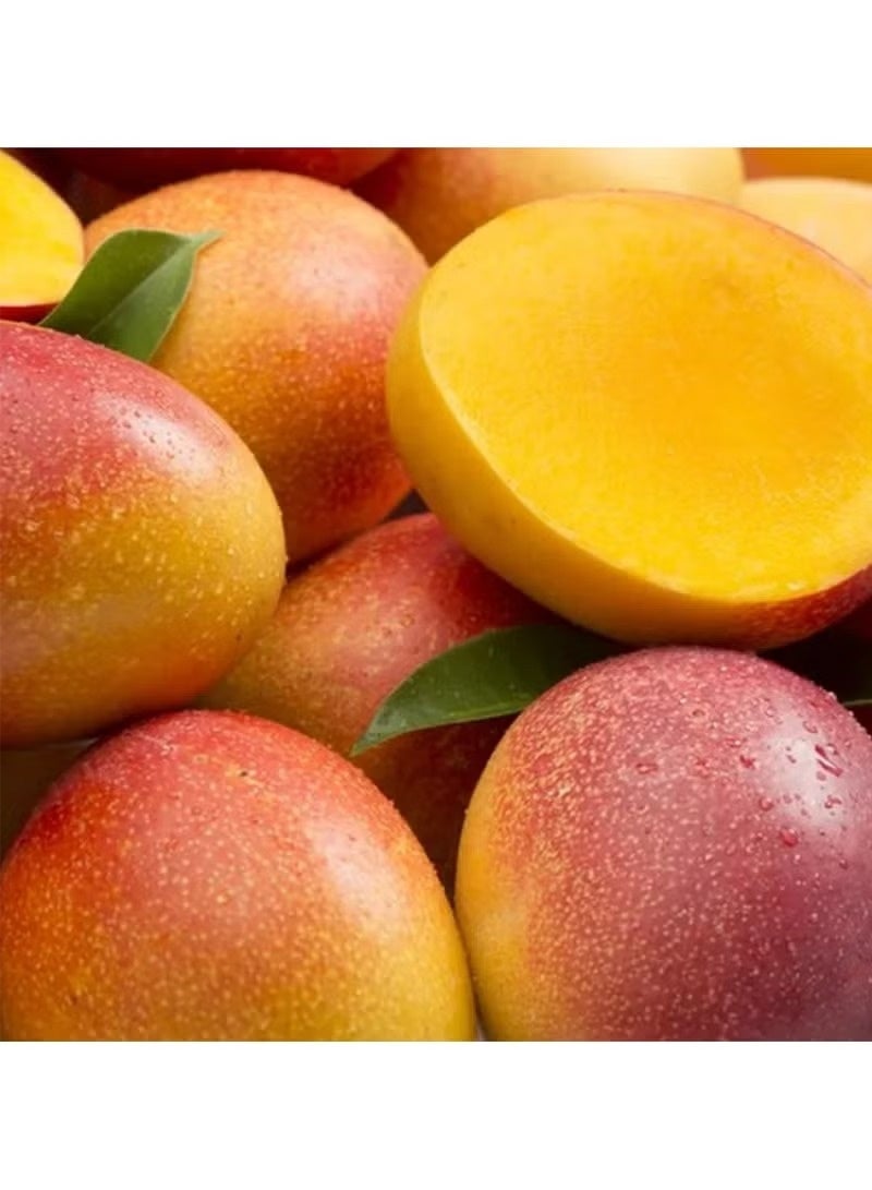 كلوران بلسم مغذي للشعر الجاف برائحة المانجو 200 مل - Image 3