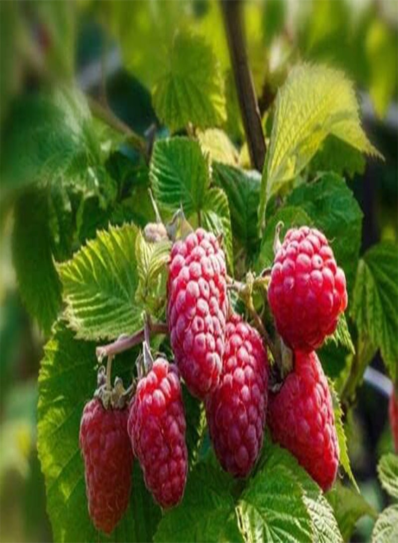 GGOOT Giant Red Raspberry Seeds, Juicy and Delicious, Home Garden Fruit Plant Seeds by Heavy Torch (30 Seeds) - Image 5
