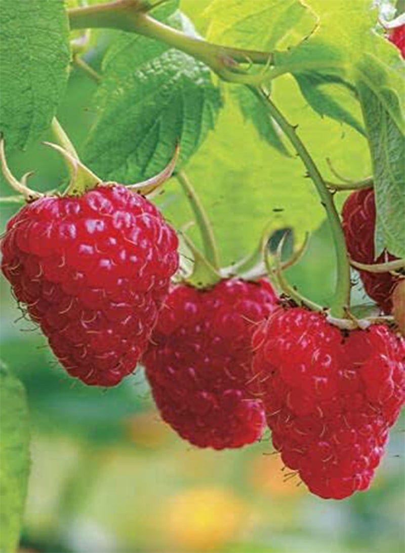 GGOOT Giant Red Raspberry Seeds, Juicy and Delicious, Home Garden Fruit Plant Seeds by Heavy Torch (30 Seeds) - Image 4
