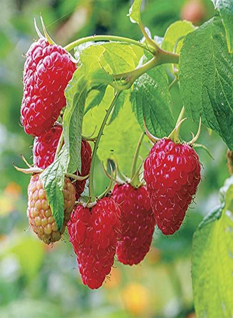 GGOOT Giant Red Raspberry Seeds, Juicy and Delicious, Home Garden Fruit Plant Seeds by Heavy Torch (30 Seeds) - Image 3