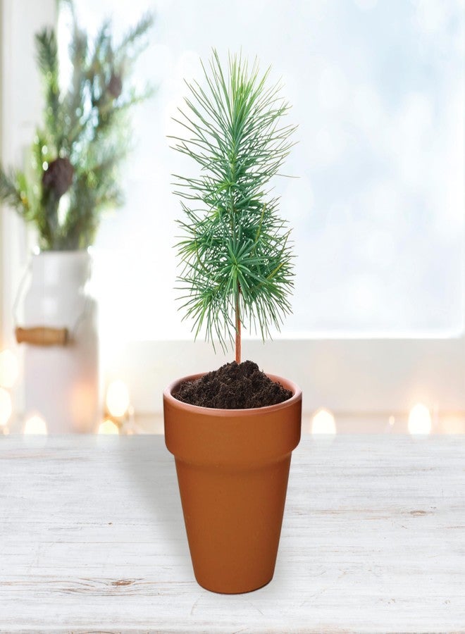 BUZZY Seeds Spruce Terracotta Mini Grow Pots | Tree Starter Kit for Kids & Adults | Bulk 20-Pack | Guaranteed to Grow | Best Indoor Gardening Gift | Craft & Classroom Projects - Image 4