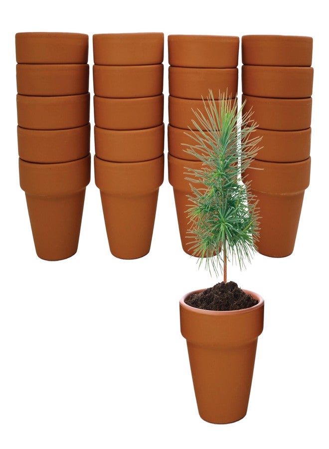 BUZZY Seeds Spruce Terracotta Mini Grow Pots | Tree Starter Kit for Kids & Adults | Bulk 20-Pack | Guaranteed to Grow | Best Indoor Gardening Gift | Craft & Classroom Projects - Image 2