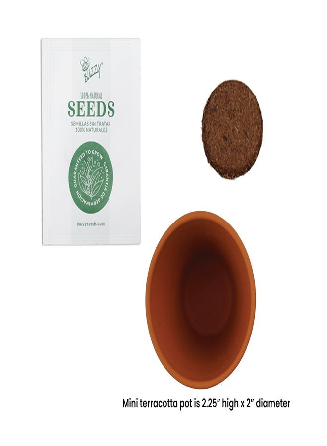BUZZY Seeds Spruce Terracotta Mini Grow Pots | Tree Starter Kit for Kids & Adults | Bulk 20-Pack | Guaranteed to Grow | Best Indoor Gardening Gift | Craft & Classroom Projects - Image 3