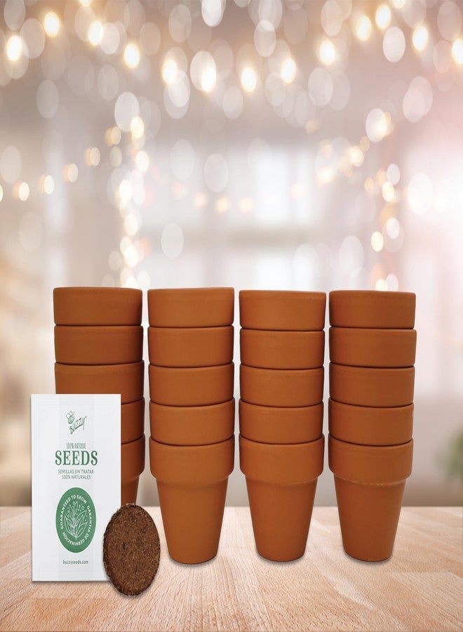 BUZZY Seeds Spruce Terracotta Mini Grow Pots | Tree Starter Kit for Kids & Adults | Bulk 20-Pack | Guaranteed to Grow | Best Indoor Gardening Gift | Craft & Classroom Projects - Image 5