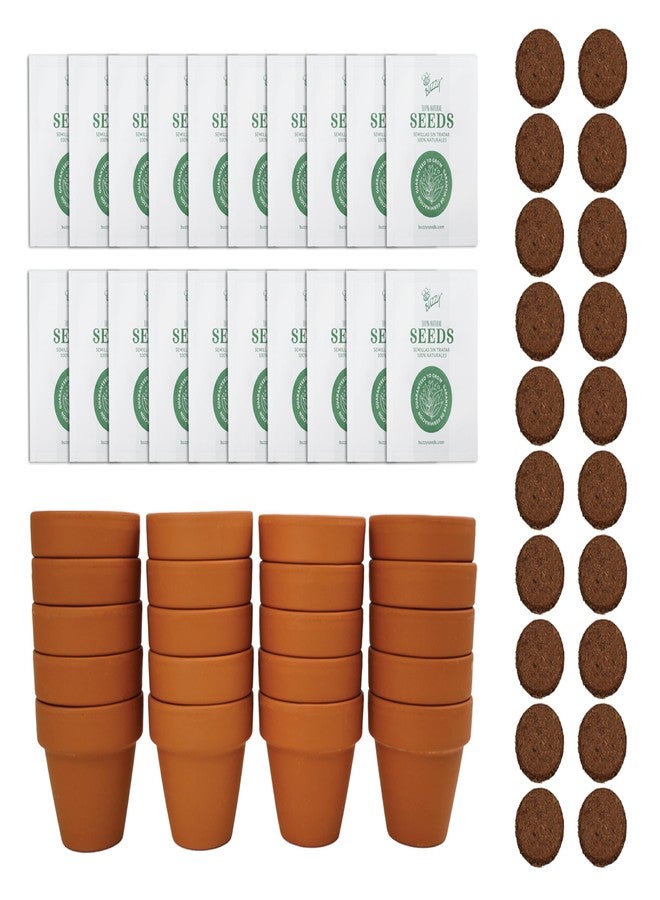 BUZZY Seeds Spruce Terracotta Mini Grow Pots | Tree Starter Kit for Kids & Adults | Bulk 20-Pack | Guaranteed to Grow | Best Indoor Gardening Gift | Craft & Classroom Projects - Image 1