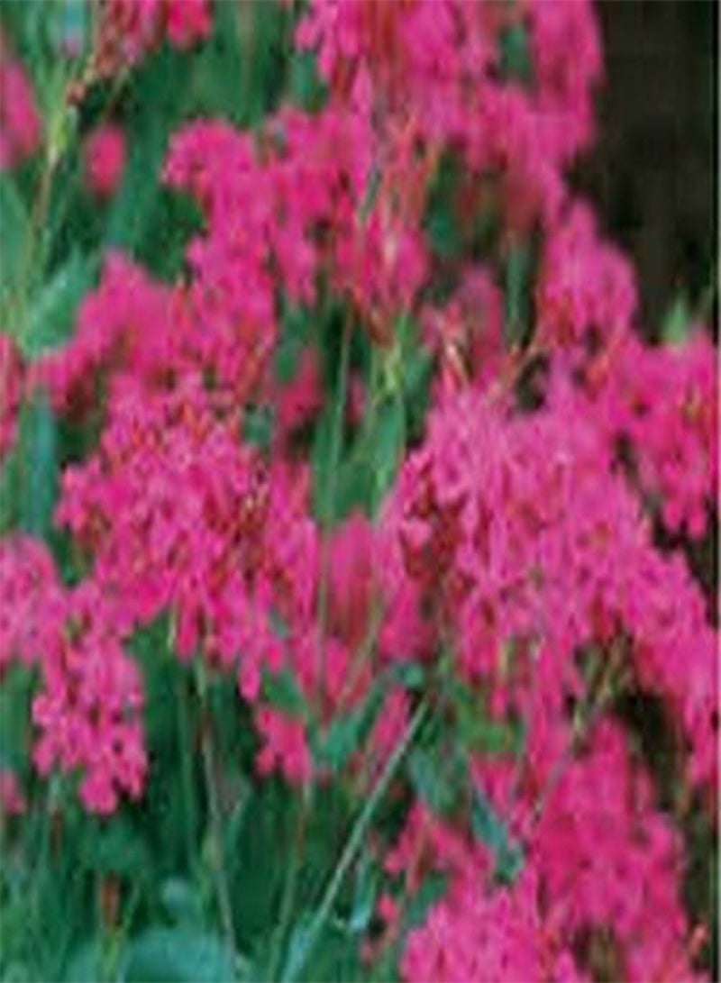 GGOOT Catchfly- Silene Armeria- 500 Seeds - Image 2
