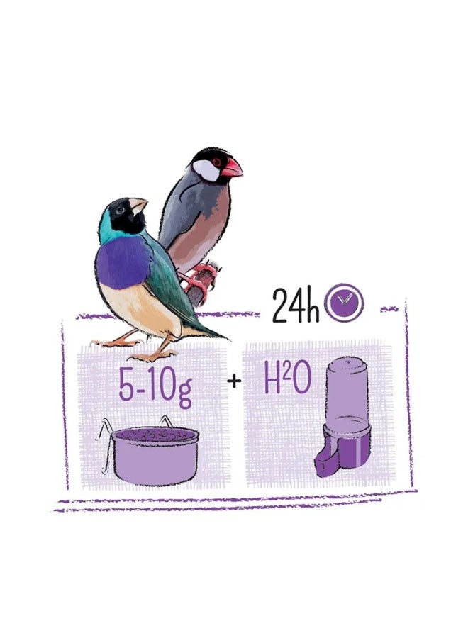 ويت مولين طائر بور الاستوائي [الوزن - 750 جرام] - Image 3