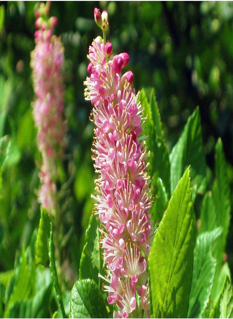 GGOOT - Clethra alnifolia Pink Spire in 9cm Pot - Image 1