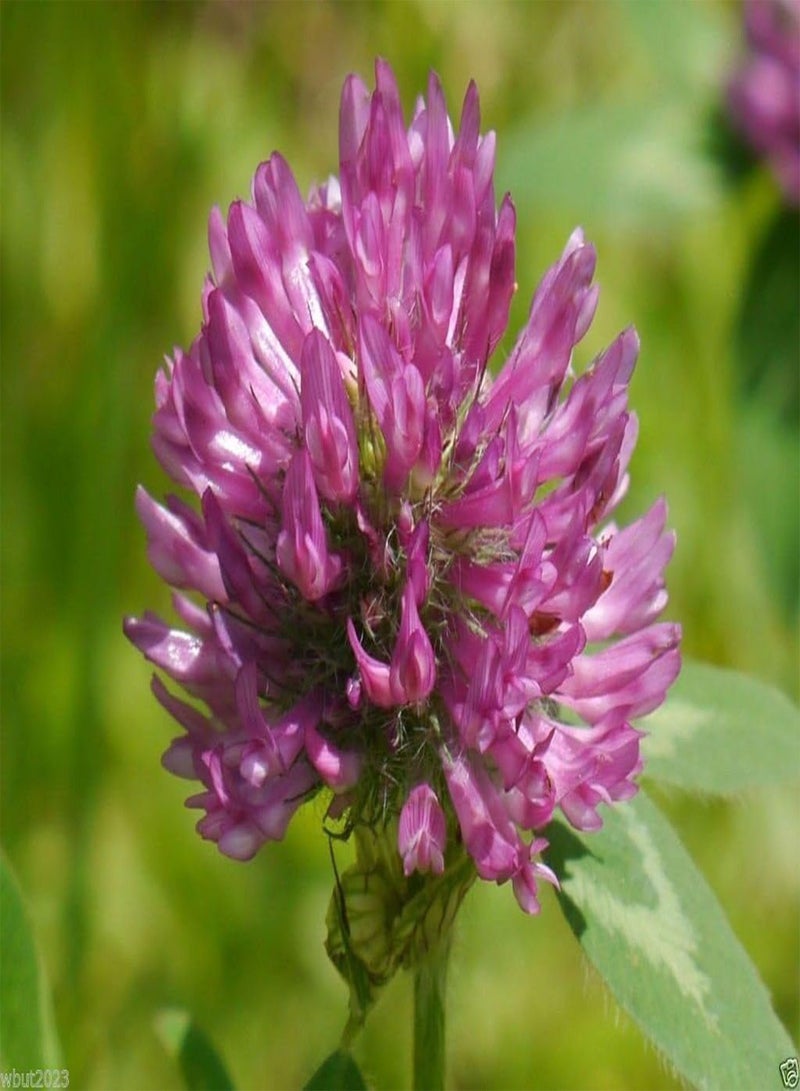 GGOOT Red Clover Seed,The best clover for poor soils.(Trifolium Pratense) Inoculated(300-Seed) - Image 1