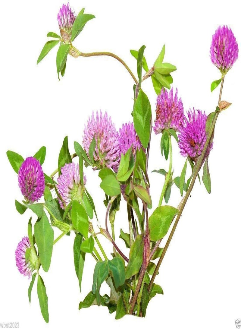 GGOOT Red Clover Seed,The best clover for poor soils.(Trifolium Pratense) Inoculated(300-Seed) - Image 2