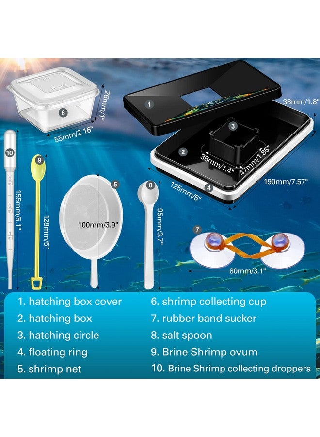 LEIFIDE LEIFIDE Brine Shrimp Hatchery Incubator Kit Dish, Efficient and Easy Brine Shrimp Hatchery Collect with Net, Measuring Cup, Eggs Spoon, Dropper - Image 2