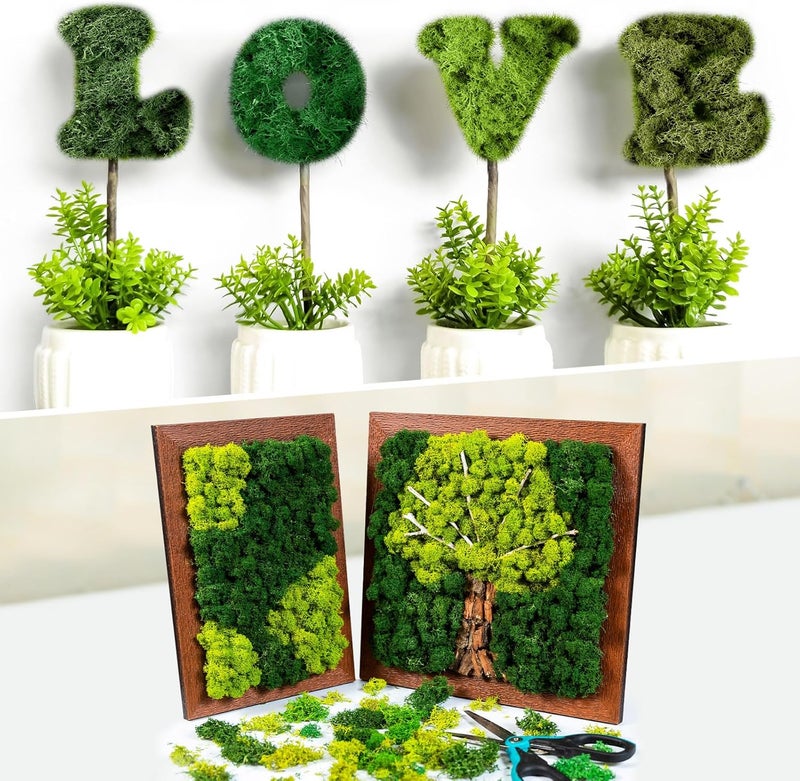 eBoot طحالب الرنّة المحفوظة طحالب طبيعية مجففة بالجملة للحرف اليدوية DIY جدران المنزل المكتب Terrariums زينة حفلات الزفاف مركز الزهور 22 رطل متعدد الألوان - Image 4