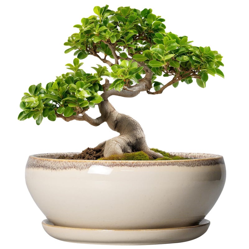 SQOWL Bonsai Tree Pots - 10 Inch Ceramic Succulent Pots, Round Shallow Planter with Drainage Hole and Tray, Bowl Planter for Indoor Outdoor Plants Flowers, Room Decor, Garden Gifts, Beige - Image 1